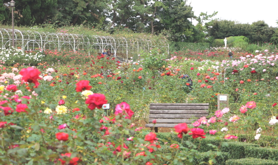 谷津バラ園の風景