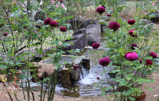 春の谷津バラ園の風景