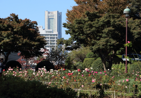 バラ園の風景