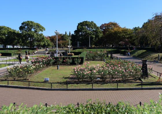 バラ園の風景