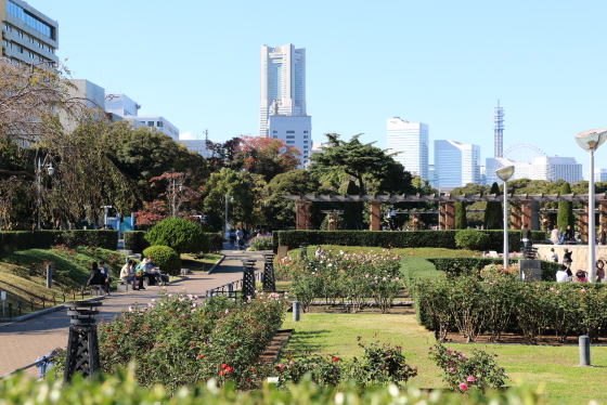 横浜・山下公園・バラ園の風景