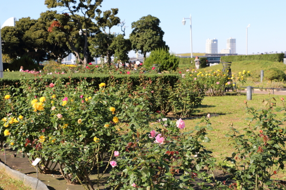 バラ園の風景