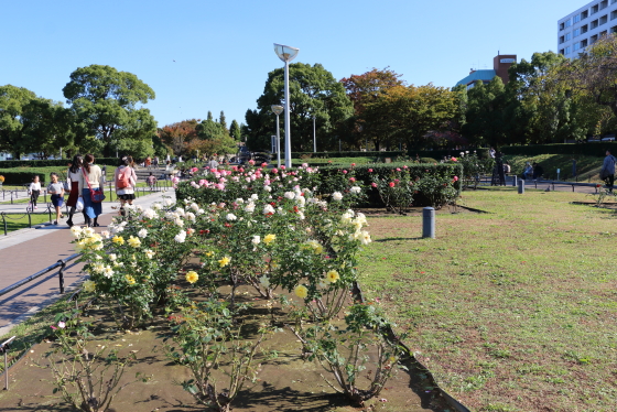 横浜の山下公園・バラ園の風景