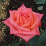 アナベル　バラ
