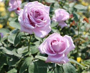 ブルームーン バラ ブルー系紫色バラの名花は素晴らしい芳香も イパネマおやじ イパネマおやじ ハーブとバラ 育てる楽しさは１株から心と風景が豊かになる夢の時間