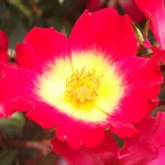 カクテル　一重咲きのバラ