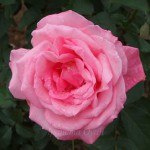 芳醇　バラ
