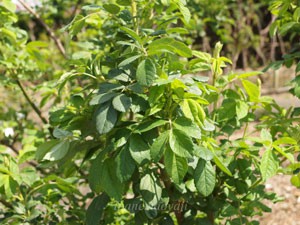 大船植物園で撮影したノイバラ 