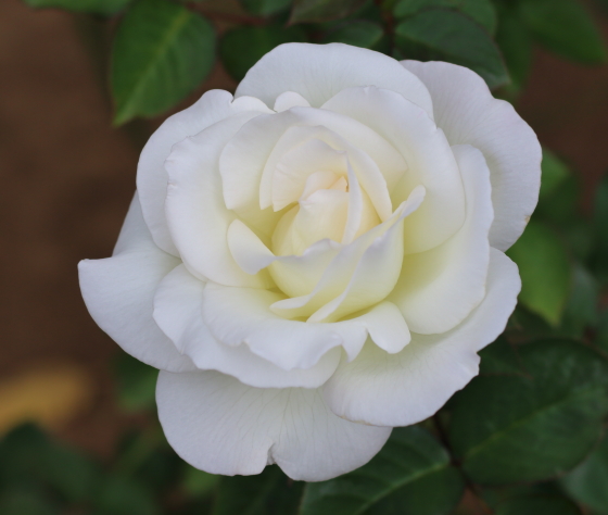 感謝は花もちがよいので切り花しても楽しめる