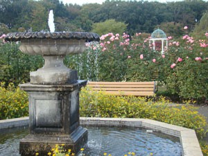 秋晴れの京成バラ園の風景