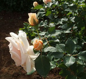 琴音の花径は約９ｃｍの中大輪花です