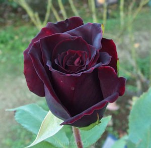 黒い薔薇の花言葉と意味 プレゼントするときの注意点とは