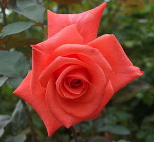 レディ ローズは件弁高芯咲きの巨大輪サイズのバラ