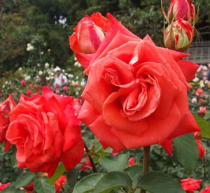 ローラは半剣弁高芯咲きの花形