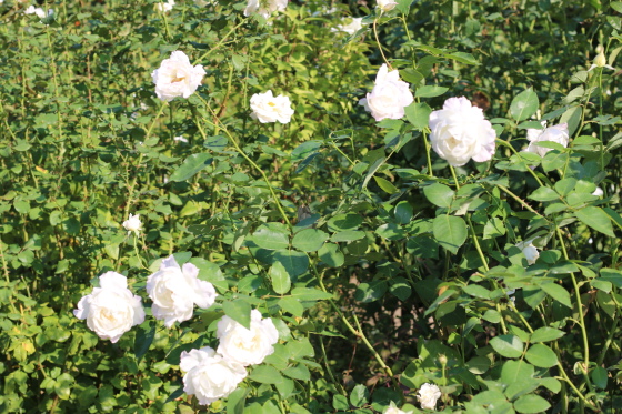 ル ブランは数輪の房咲きになり花つきがよい品種