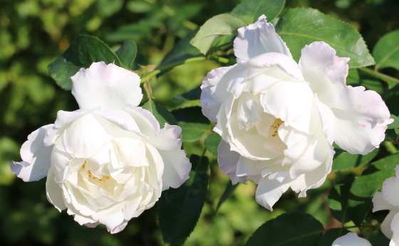 ル ブランの花形は丸弁咲きです