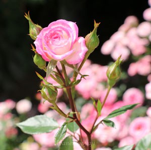 リュータンの花形は丸弁平咲きで星形をしています