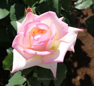 マダム ヒデの花形は剣弁高芯咲きです