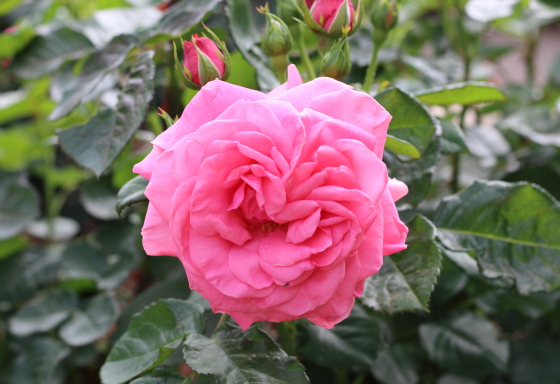 マガリの花形は半剣弁高芯咲きです