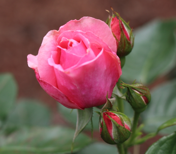 マガリの花色はコーラルピンク色です