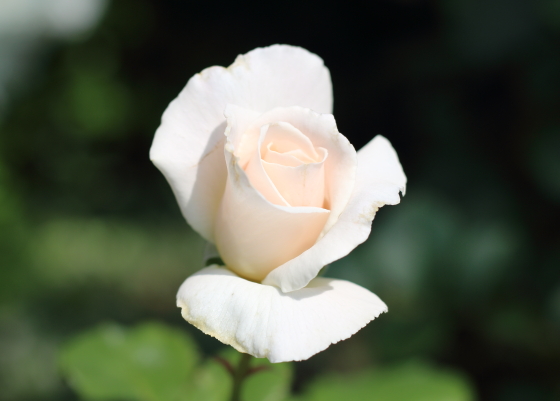 マーガレット メリルは白色の中輪花です