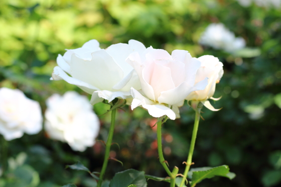 マーガレット メリルの花弁は弁端が軽く波打ちます