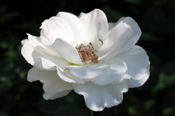 マーガレット メリルの花芯は開花するとむき出しになります