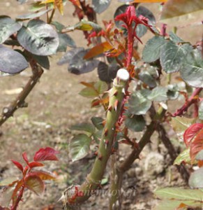 マリア カラスの樹高は約１５０ｃｍです