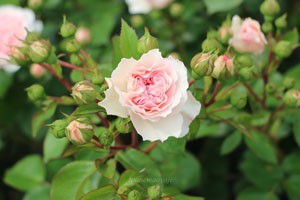 マリアテレジアの花色はピンク色だが弁芯付近はコーラルピンク色