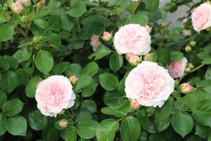 マリアテレジアの花色は柔らかいピンク色です