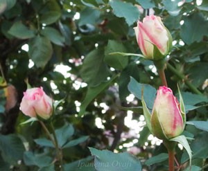 マチルダは数輪の房咲きになり花つきは普通です