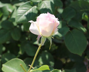 マチルダは花枝が長く切り花にも適します