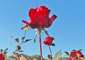 花枝が長く生け花にも向いています