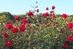 １輪咲きで花弁は小ぶりなサイズで８ｃｍ位です