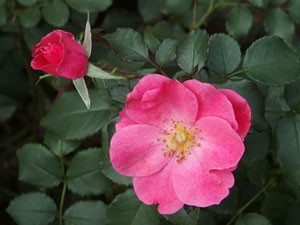 ミラトの花形はサクラの花に似ていますネ