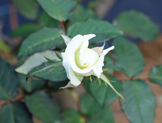 マダム サチの花色はオフホワイトで薄く緑色ががっている