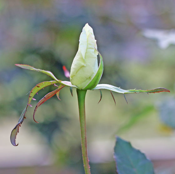 マダム サチは花枝が長く切り花に適する