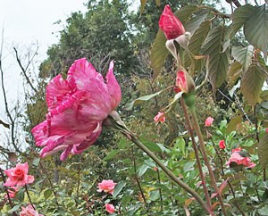 樹形は直立性で花つきは全て１輪咲きですね