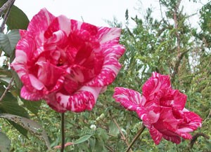 花枝が長く、ほとんどトゲはありません