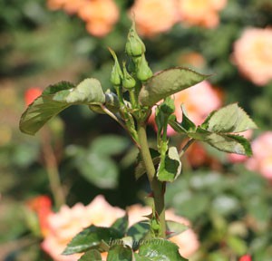 この画像では５輪以上の房咲きになります、非常に花つきがよいバラです