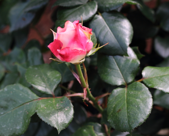 ノスタルジー バラ 丸弁平咲きで花つき花もちがよい イパネマおやじ イパネマおやじ ハーブとバラ 育てる楽しさは１株から心と風景が豊かになる夢の時間