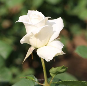 パスカリの花径は約１０ｃｍの大輪サイズ