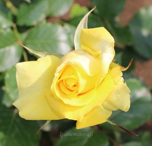 ファルツァー ゴールドの花形は半剣弁高芯咲きです
