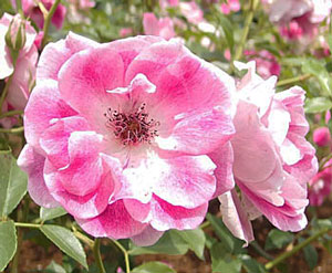 ピンクアイスバーグ バラ 花首が細く少しうつむき気味に咲く イパネマおやじ イパネマおやじ ハーブとバラ 育てる楽しさは１株から心と風景が豊かになる夢の時間