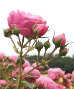 ポンポネッラの花色は濃いピンク色です