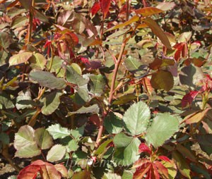 早春の大船植物園で撮影