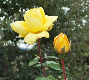 ローズ ヨコハマは花枝が長く花もちがよいバラ