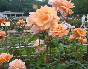 ロイヤルサンセットは枝を短く剪定しても開花する