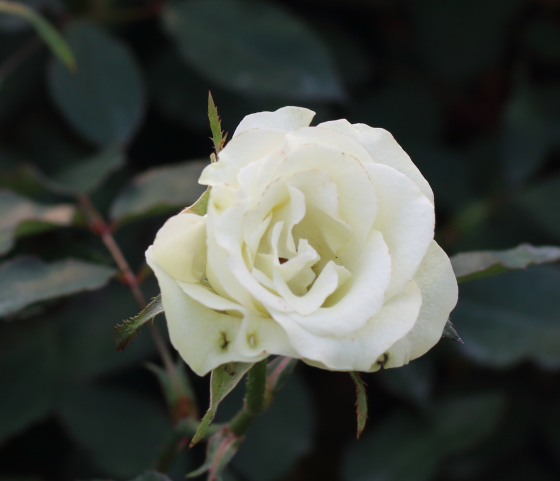 緑光の花径は約７ｃｍの中輪サイズ