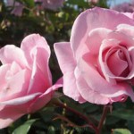 桜貝　バラ